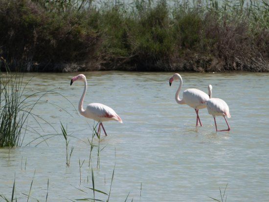 Parque Natural el Hondo